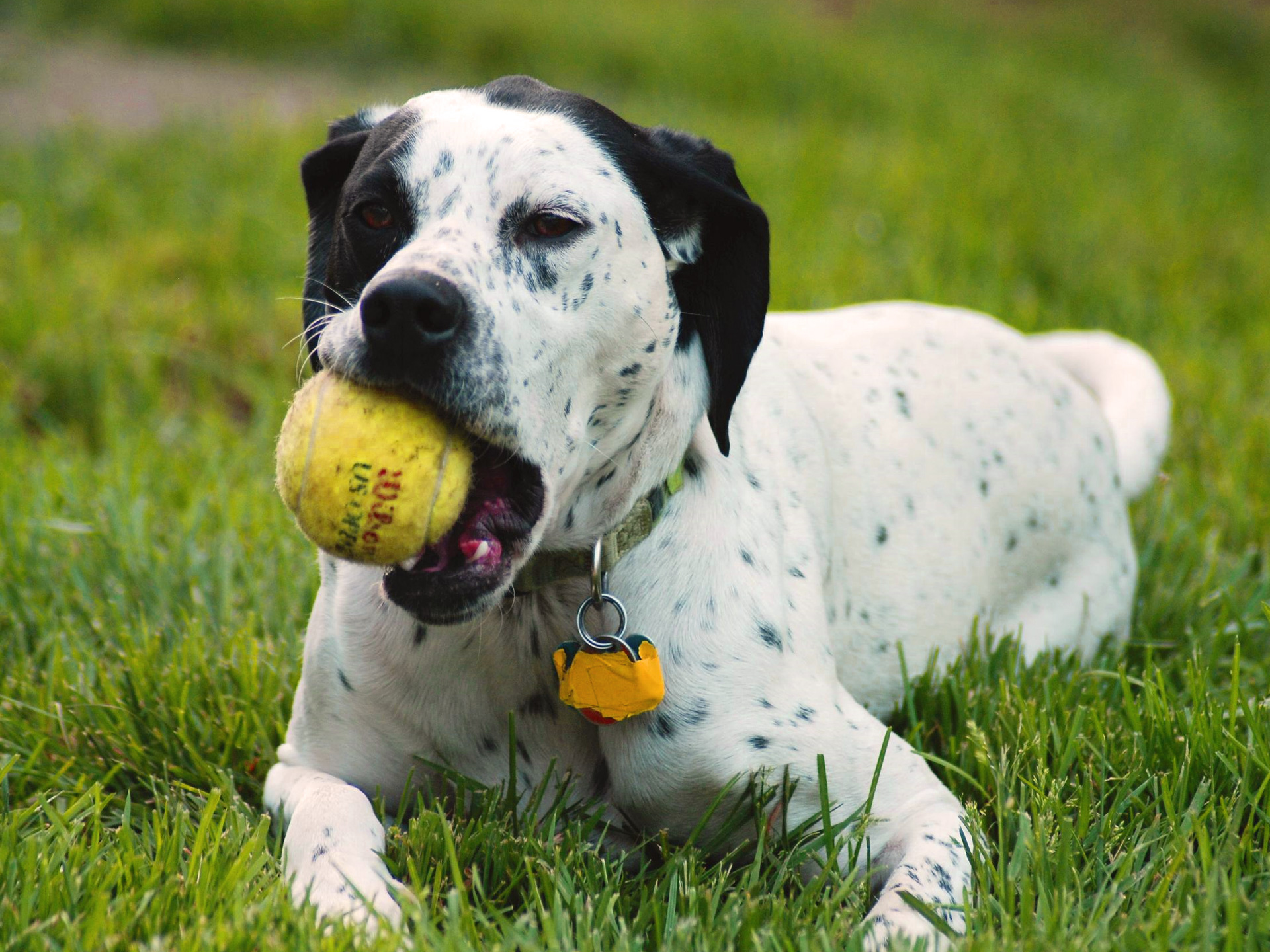 10 Tips for Gardening with Dogs - Here's How to Keep Them and You Garden Safe digging dogouse gardening flowers plants fence gate locked safety training9