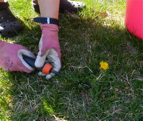 Harvested Dandelions - Use them to heal Everything from Arthritis to Cellulite3