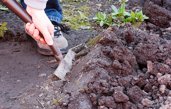It's Time to Prep Your Garden for Next Year - Here's How soil soil testing spade weeds organic matter3