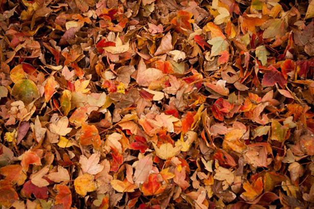 6 Useful Ways to Use Dried Up Fall Leaves - Better HouseKeeper