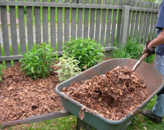 6 Useful Ways to Use Dried Up Fall Leaves - Better HouseKeeper