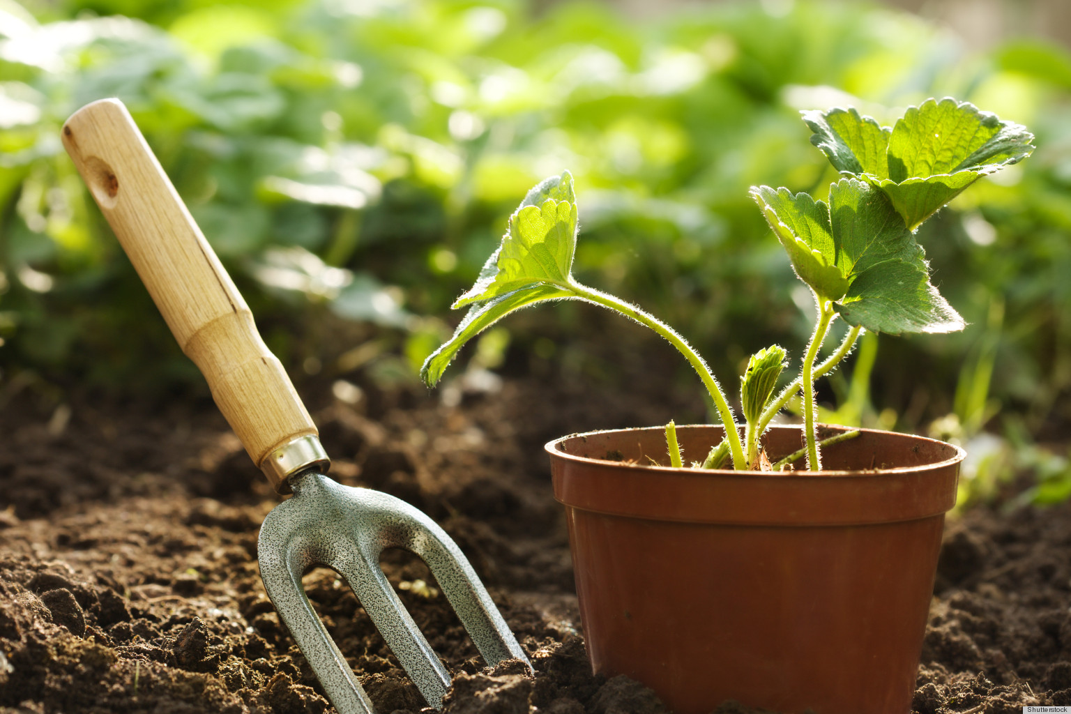 10 Different Ways You Can Use Coffee Grounds in Your Home, From Fertilizing Your Garden to Deodorizing Your Fridge!5