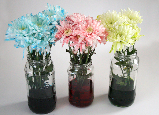How to Make Flowers Change Color Using Food Coloring! Great Decor for Parties, Weddings, or Baby Showers!3