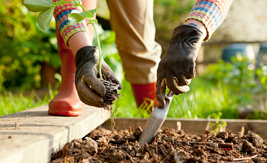 Get Your Veggie Garden Started! Here's What You Can Plant in March!peas beetroot kale parsnips carrots spinach herbs1