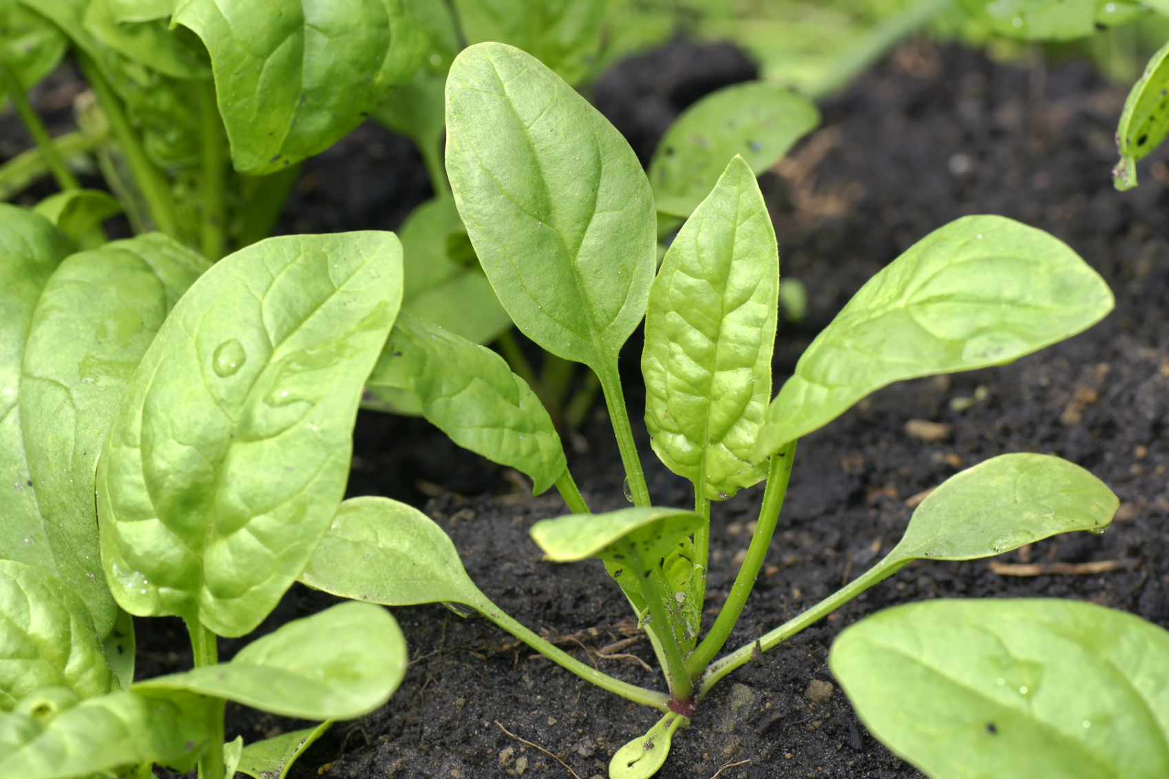 Baby spinach in the garden