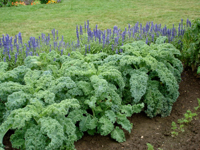 Get Your Veggie Garden Started! Here's What You Can Plant in March!peas beetroot kale parsnips carrots spinach herbs8