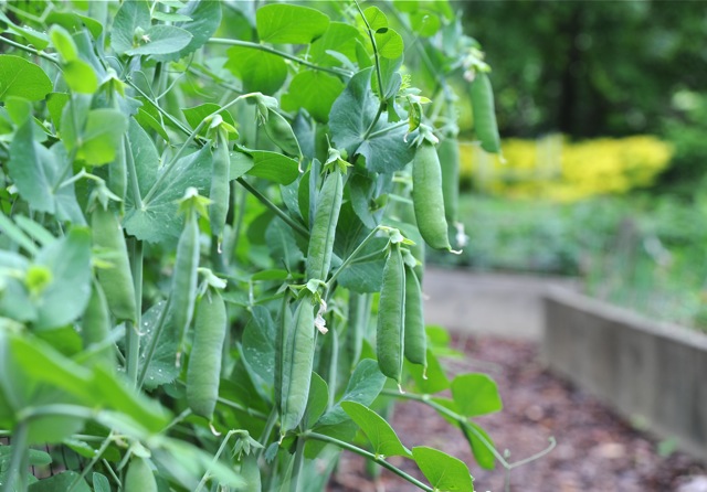 Get Your Veggie Garden Started! Here's What You Can Plant in March!peas beetroot kale parsnips carrots spinach herbs9