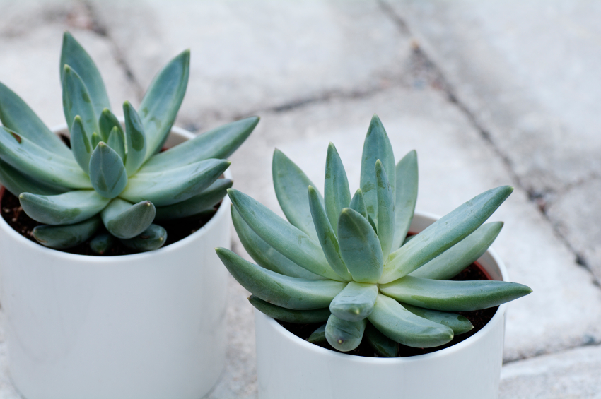 Two Echeveria Hookeri in pots