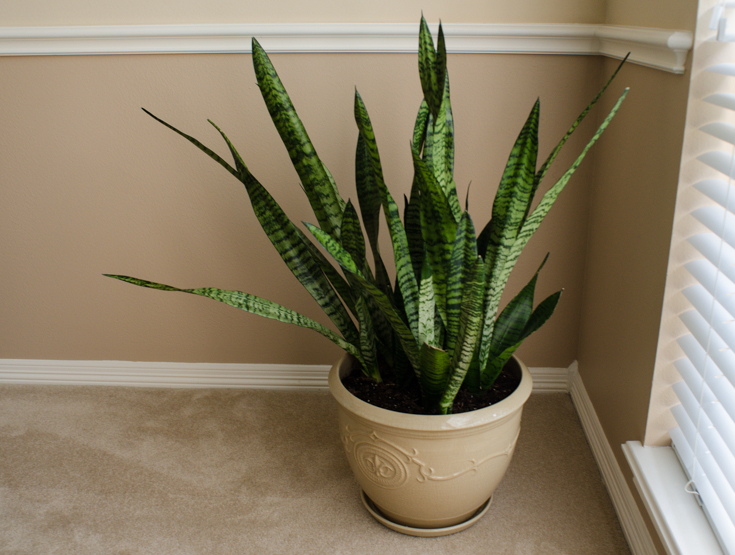 Spring Cleaning 101: Clean Your Houseplants from Dust and Bugs!3