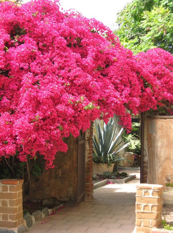 pink tree landscaping ideas