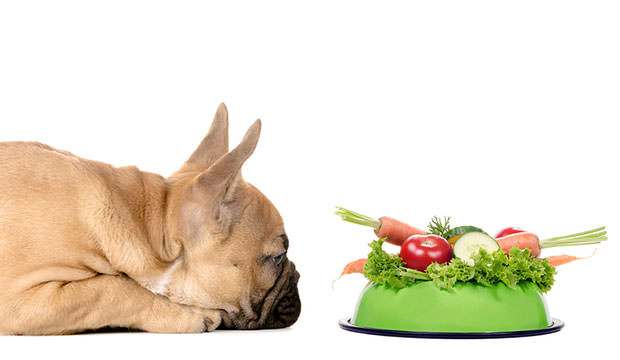 healthy-allergy-dog-food