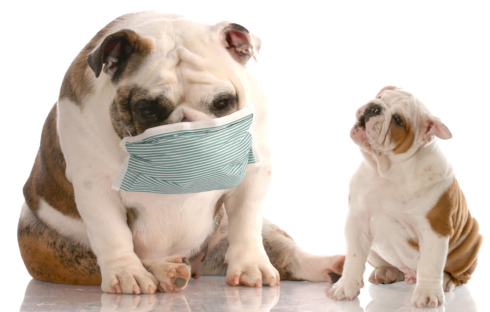 4-ways-to-help-your-pet-s-allergies-better-housekeeper