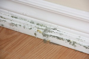 how-to-remove-mold