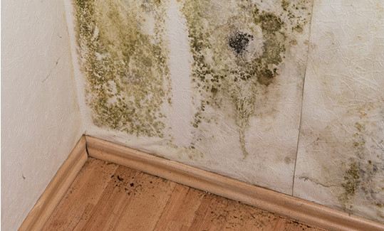 mold-growing-how-to-get-rid-of-it
