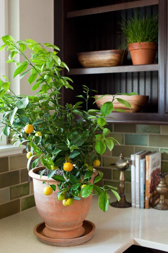 indoor lemon tree how to care