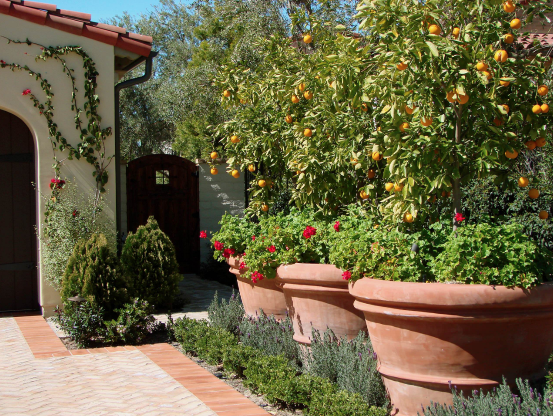 lemon trees in big teraccota pots