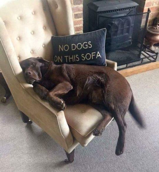 pets on furniture