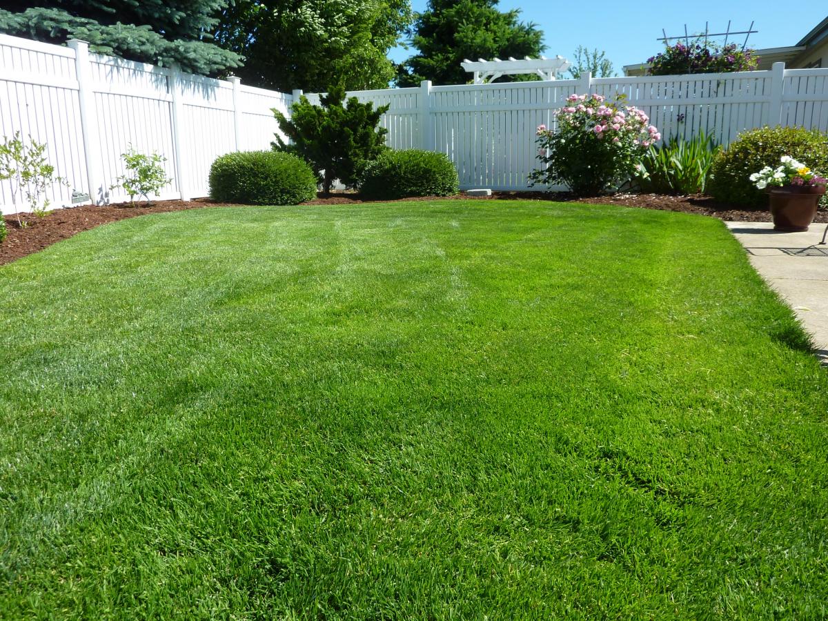 green grass lawn care backyard how to keep green