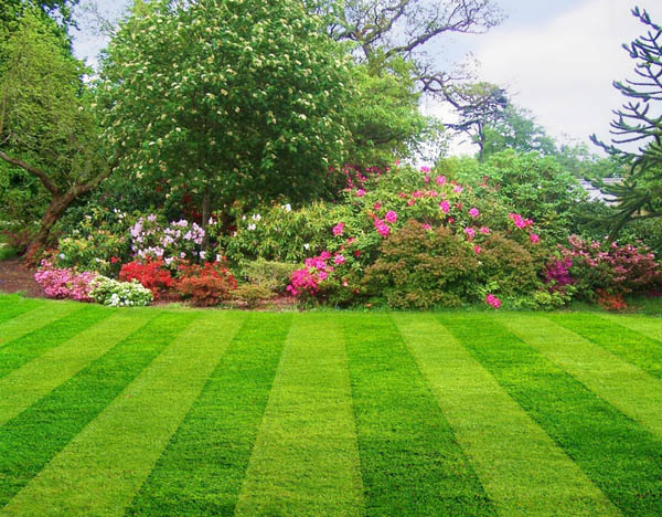 lawn care ideas how to