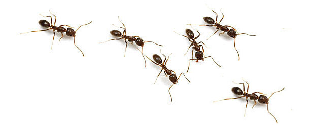 ant pests removal how to