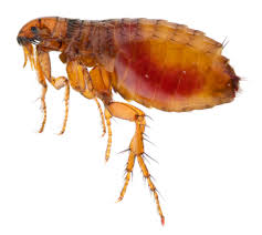 how to remove flea pests summer home
