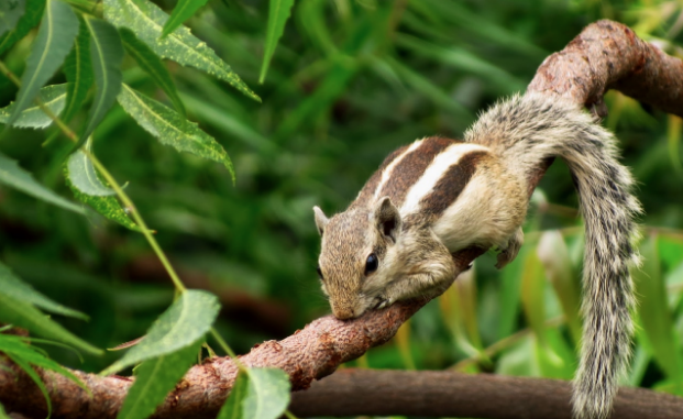 home squirrel pest prevention how to