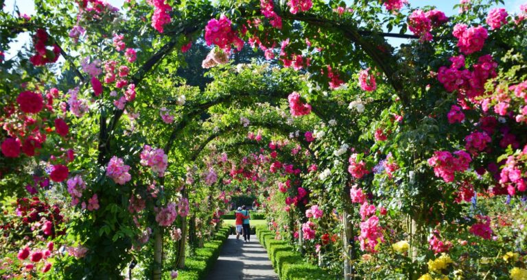 4 Tips To Growing A Rose Garden - Better HouseKeeper