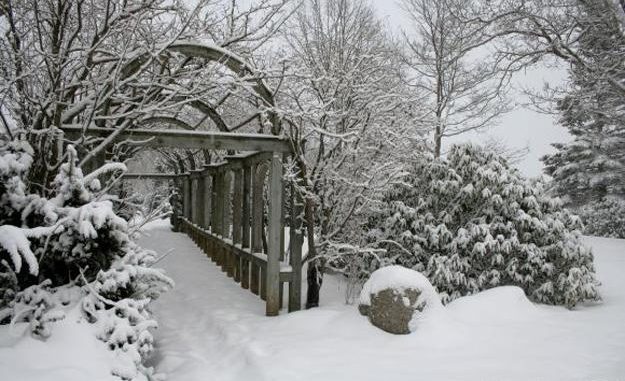 winter garden ideas backyard