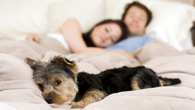 bed bugs pets