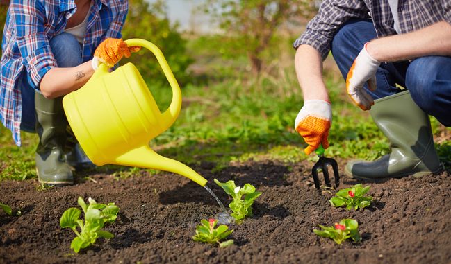 efficient garden watering how to