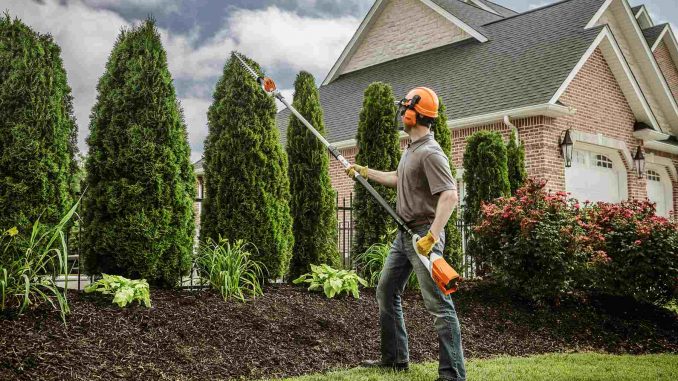 tree trimming landscaping how to