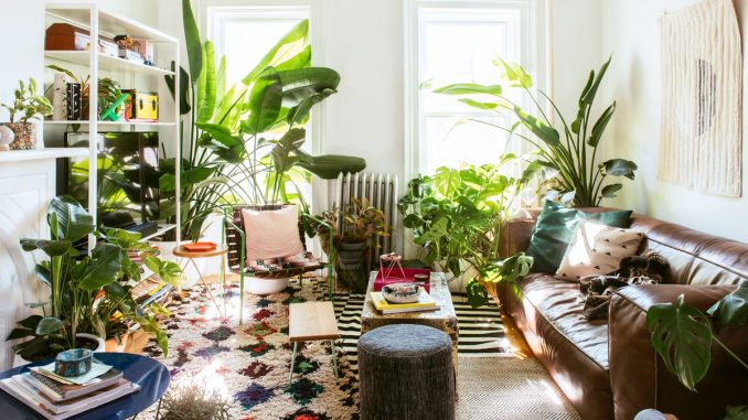 decorating using houseplants how to
