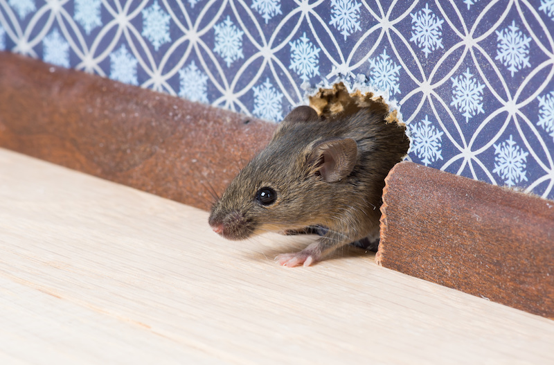 How to Prevent Pests Through Regular Maintenance