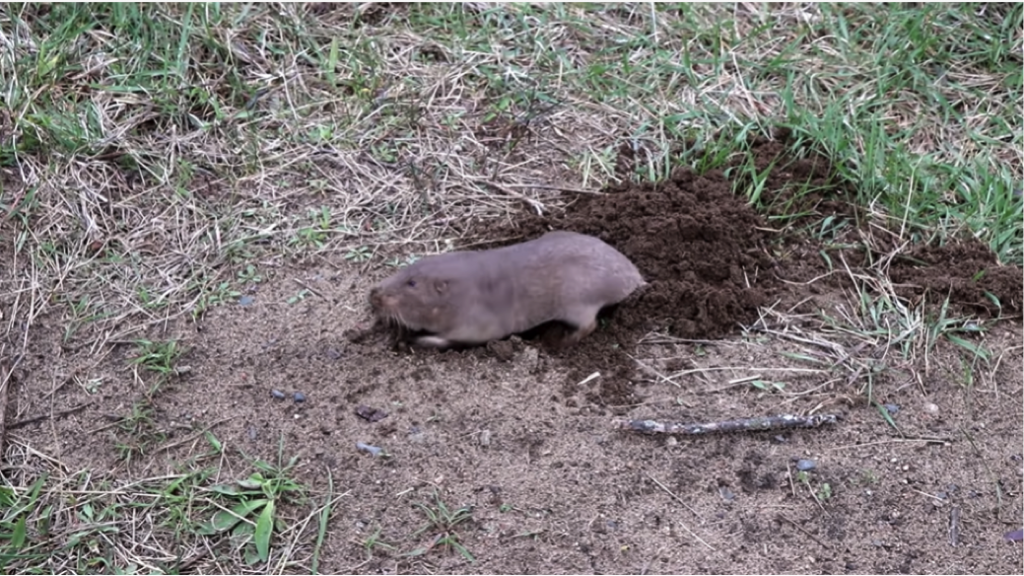 How to Stop Groundhogs from Ruining your Home's Landscaping - Better