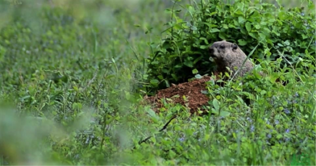 How to Stop Groundhogs from Ruining your Home's Landscaping - Better