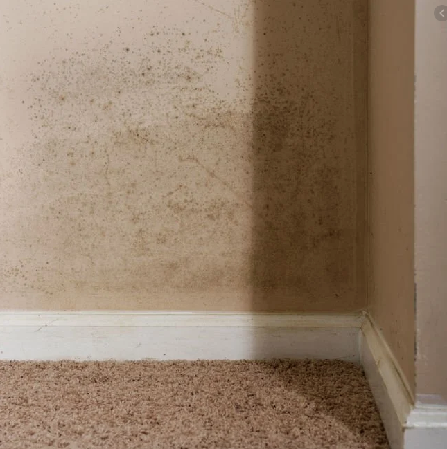 key-tips-to-spot-mold-in-your-home-better-housekeeper