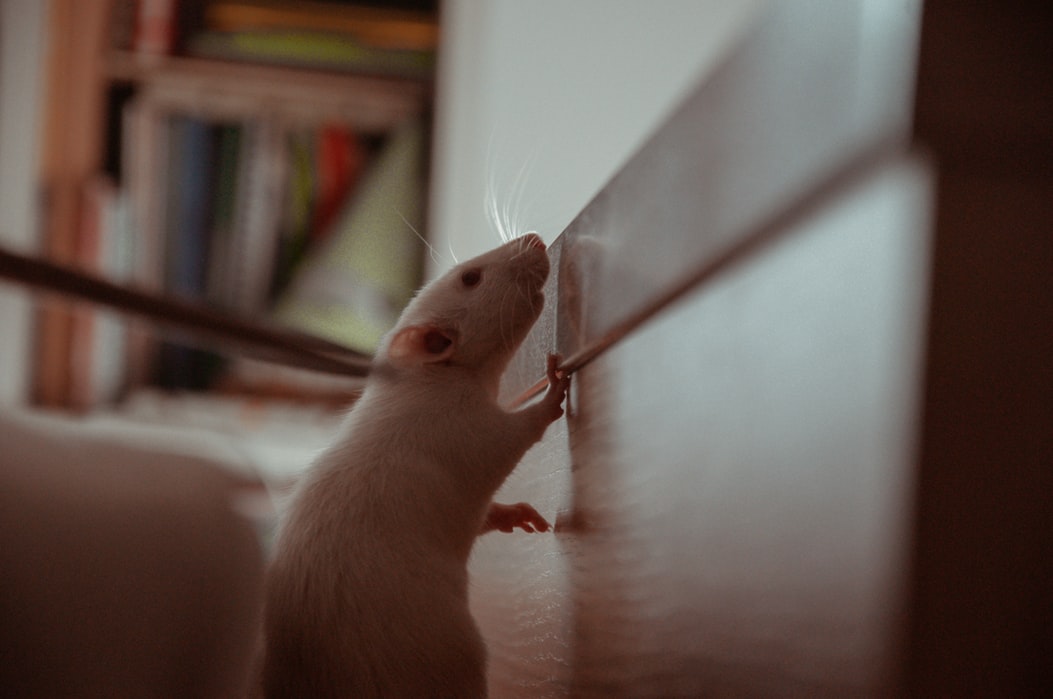 What's the Best Way to Deal With Mice in Your House? - Better HouseKeeper