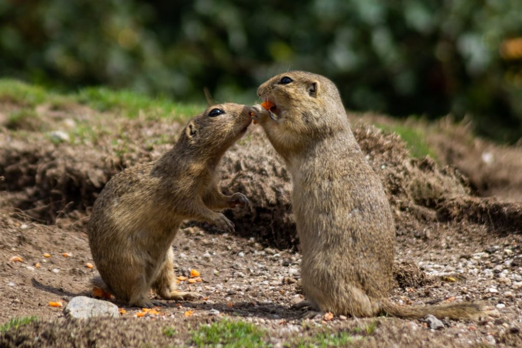 How To Keep Gophers Out Of Your Garden Better HouseKeeper 11-tips-to-keep-gophers-away-from-your-garden-backyard-prime-gopher