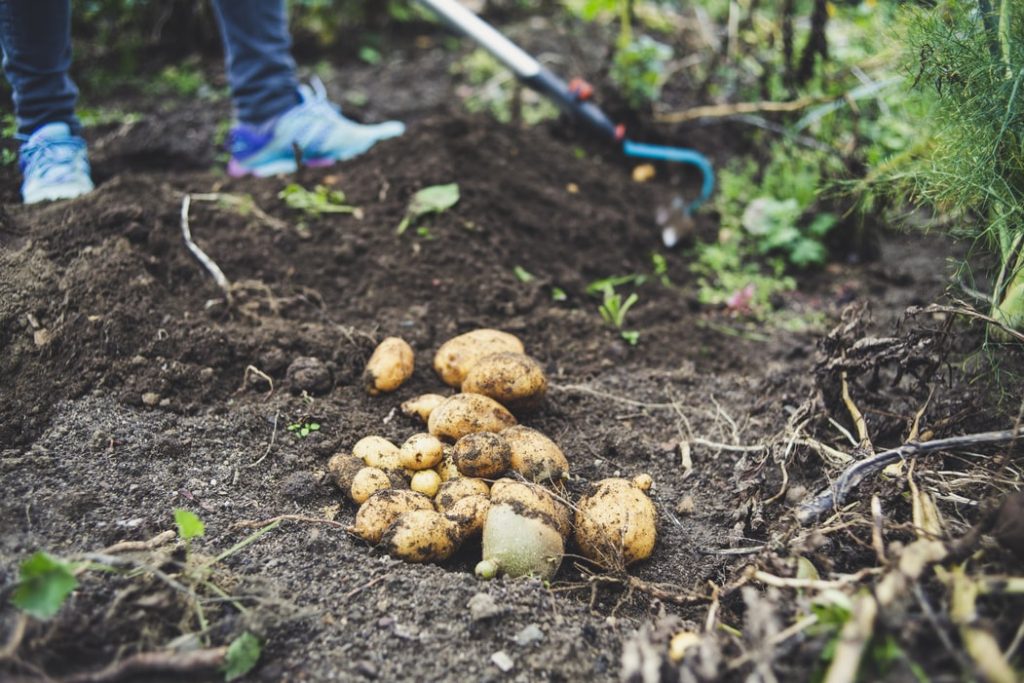 How to Keep Gophers out of your Garden – Better HouseKeeper