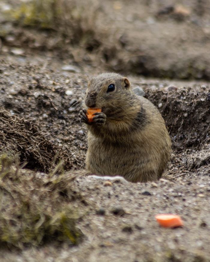 How To Keep Gophers Out Of Your Garden Better HouseKeeper