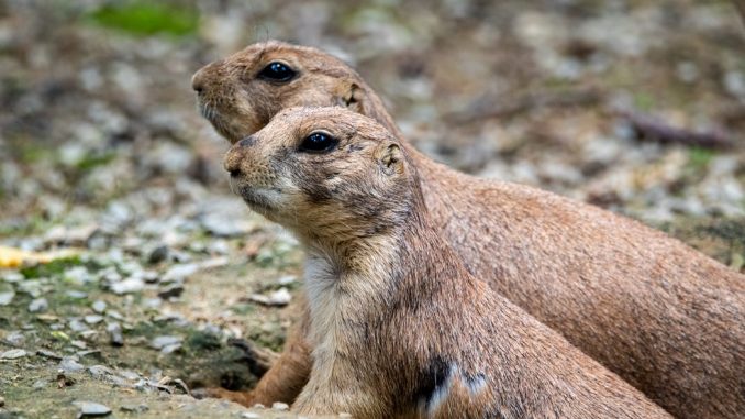 2 pests that cause the most damage to your home pest control how to get rid of squirels and rodents
