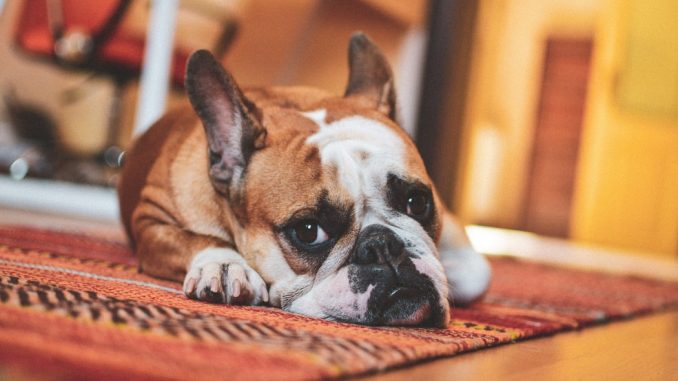 pet friendly carpet cleaning stains how to remove