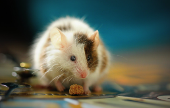 pest control termite control how to get rid of termites pest service