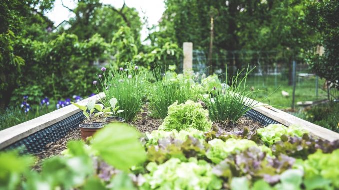 urban gardening ideas and tips