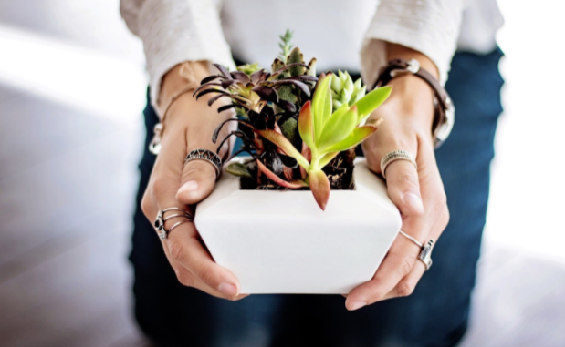 buying and caring for succulents at home how to