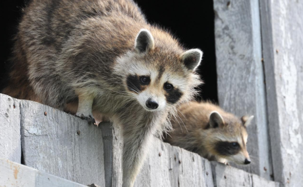 getting rid of racoons on your roof how to deter wildlife
