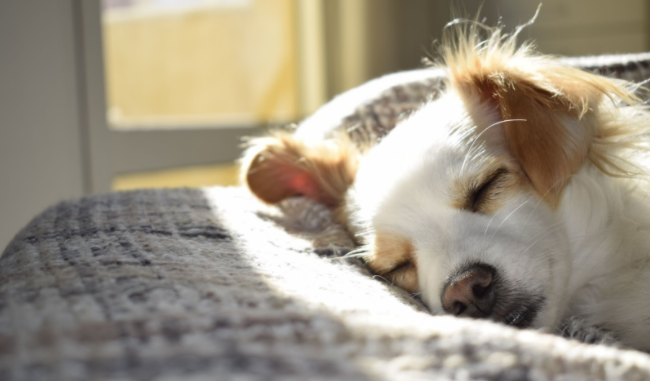 pet sitting leaving your dog at home 2