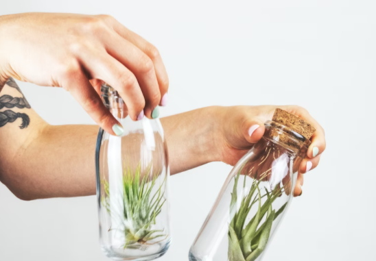 decorating your home with air plants how to care for air plants where to buy 2