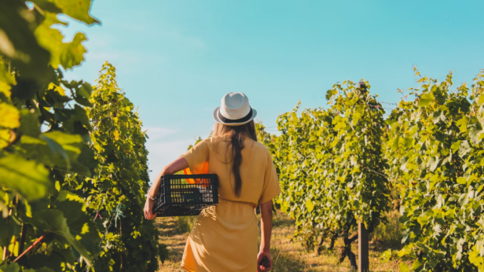french wines vineyard choosing the best french wines to drink 4
