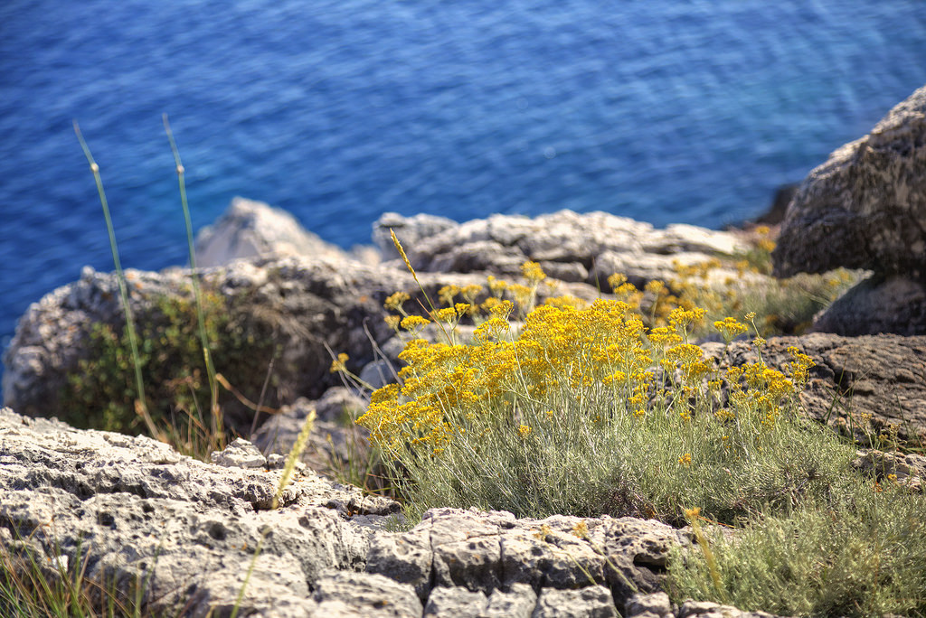 Helichrysum Oil, Immortelle Essential Oil